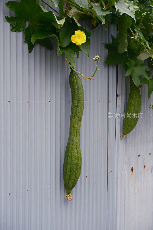 一根埃及黄瓜，Luffa aegyptiaca，挂在篱笆上